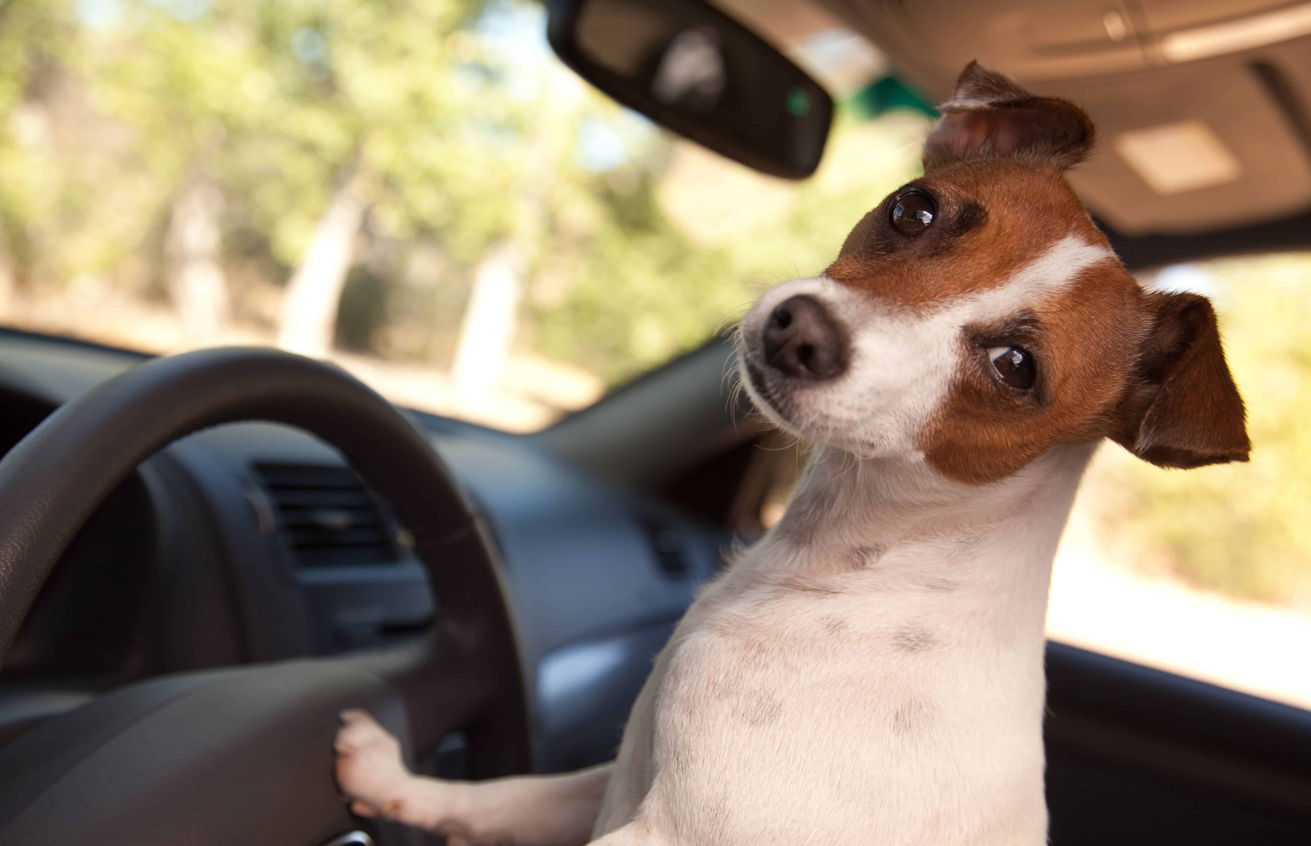 Jack Russell Terrier inside a car.